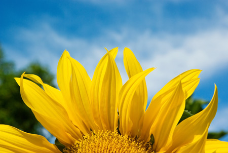 پوستر زیبای گل آفتابگردان yellow sunflower hd wallpaper