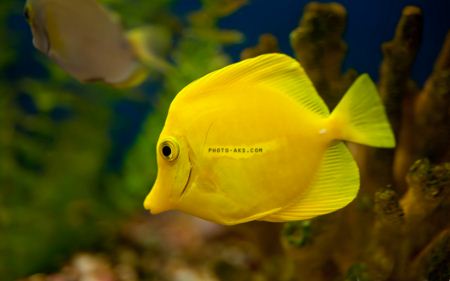 ماهی آکواریومی زرد yellow tang fish