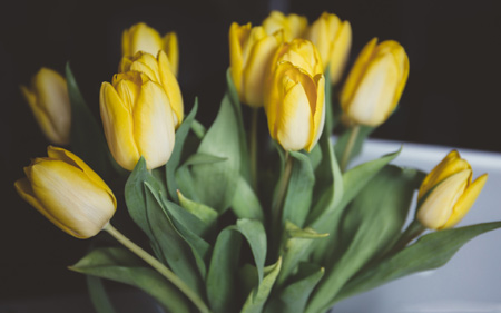 دسته گل لاله زرد زیبا yellow tulips bouquet