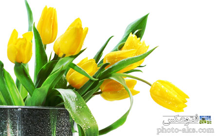 شاخه گل های لاله زرد  yellow tulips wallpaper