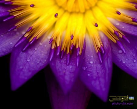 عکس گل بنفش و زرد yellow and violet flower