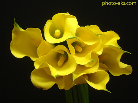 گل های زرد شیپوری yellow zantedeschia