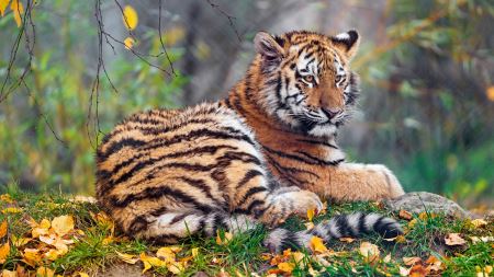 عکس ببر جوان در پاییز young tiger