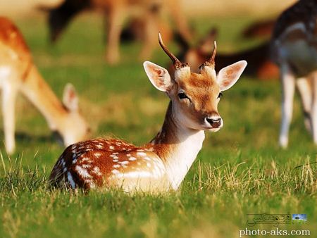 آهوی جوان در چمنزار young deer in grass