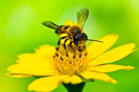 زنبور عسل روی گل zanbor roye gole zard