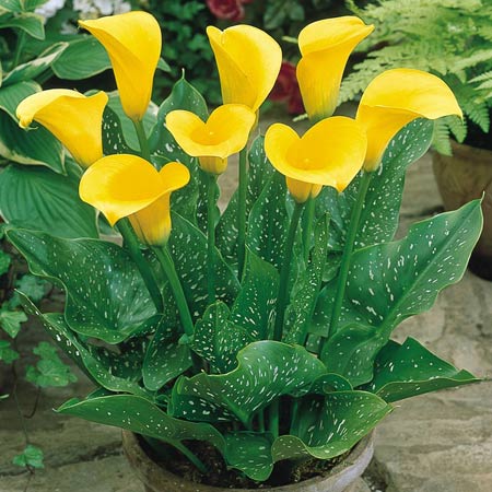 عکس گلدان گل شیپوری زرد zantedeschia yellow flower pot