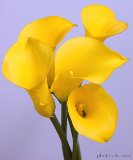 گل شیپوری زرد yellow zantedeschia flower