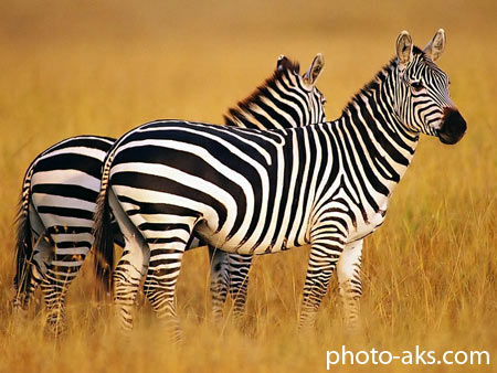 گورخر zebra wallpapers