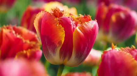 زیباترین عکس گلهای لاله zibatarin aks golha laleh