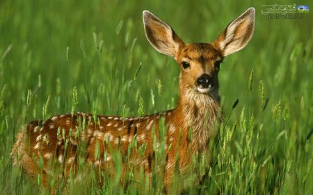 عکس بسیار زیبای آهو deer in nature
