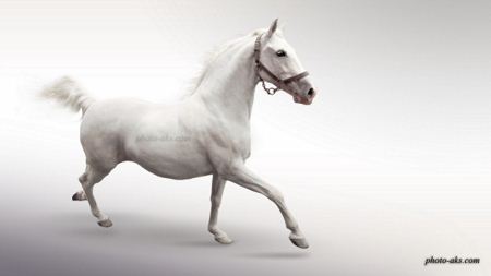 عکس اسب سفید white horse