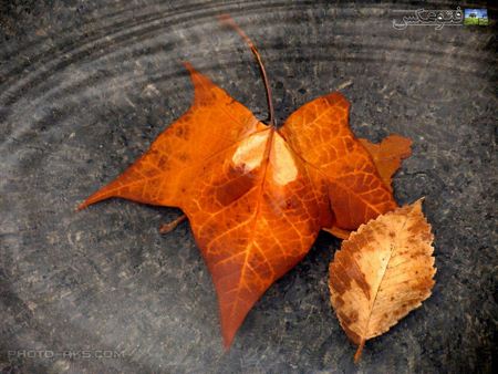 عکس برگ پاییزی autumn leave picture