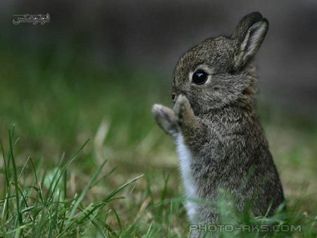 عکس بچه خرگوش خاکستری aks bache kharghosh