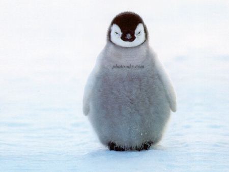 عکس جوجه پنگوئن penguin chicks