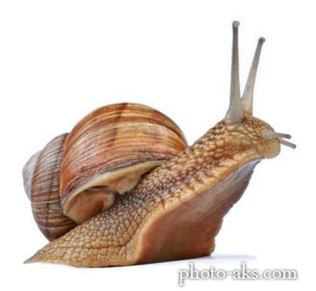 عکس حلزون snail picture