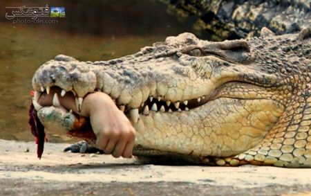 صحنه دلخراش حمله کرکدیل به انسان crocodile attack