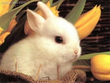 تصویر خرگوش ناز  sweet rabbit