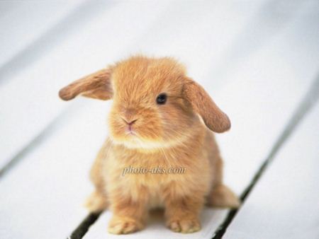 بچه خرگوش کوچولو cute rabbit