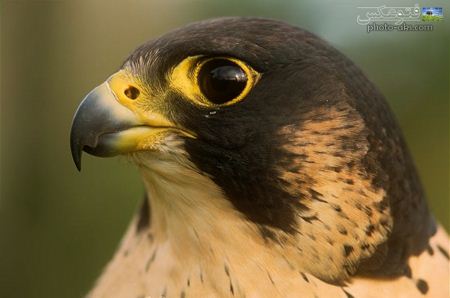 عکس صورت شاهین falcon face wallpaper