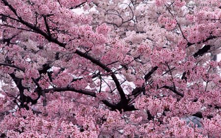 شکوفه بهاری درخت هلو Peach Blossom Spring