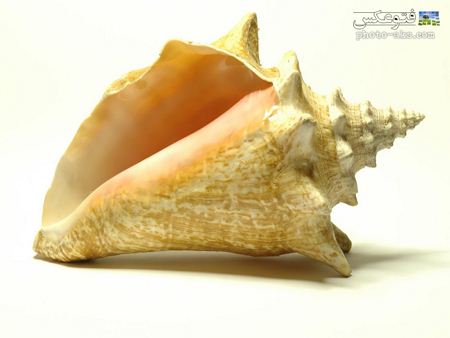 عکس صدف و گوش ماهی Seashell picture