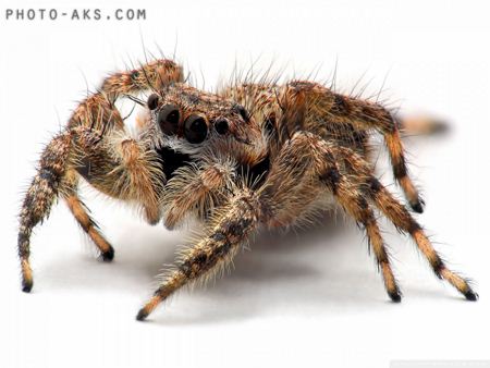 عکس رطیل خطرناک Tarantula spider