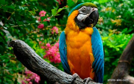 طوطی خوش رنگ parrots colorfull