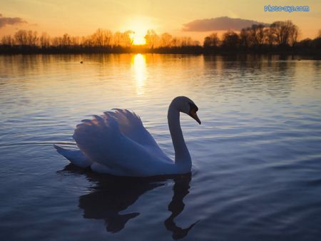 عکس قو در غروب خورشید swan in sunset