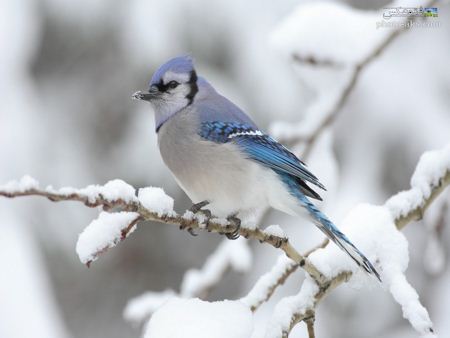 عکس زیبای پرنده در زمستان bird in winter