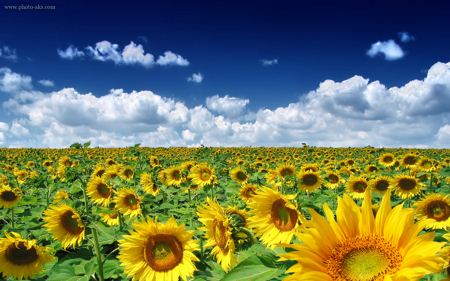 مزرعه گل افتابگردان Sunflower field