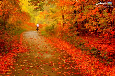 منظره پاییزی با برگ های رنگارنگ autumn nature landscape