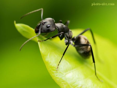 عکس مورچه ant wallpaper