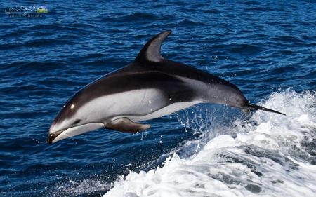عکس پرش دلفین سیاه aks paresh dolfin