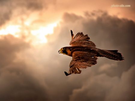 پرواز با شکوه شاهین falcon fly sky