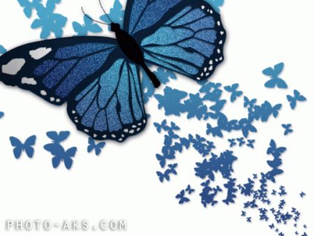 عکس پروانه butterfly pictures