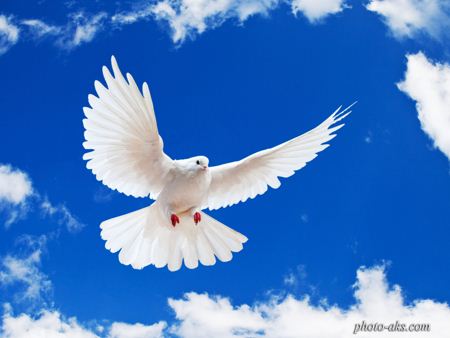 کبوتر سفید white dove