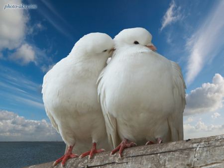 عکس دو کبوتر عاشق سفید lover white pigeon
