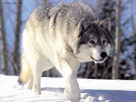 گرگ در فصل زمستان wolf in winter