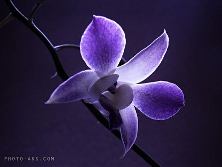 گل ارکیده آبی بنفش violet orchid