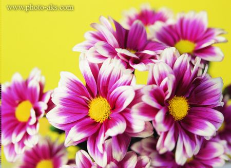 گل خوشگل دو رنگ Beautiful flowers