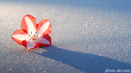گل یخ ice flower