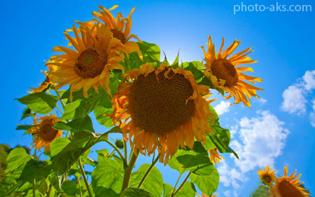 گلهای آفتابگردان sunflower wallpaper