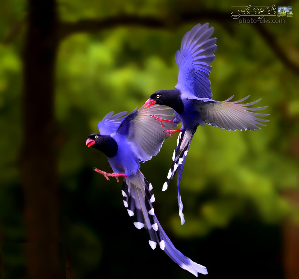 beautiful_birds_fly.jpg