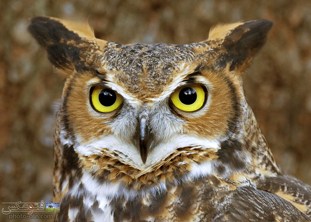 owl-face-wallpaper.jpg