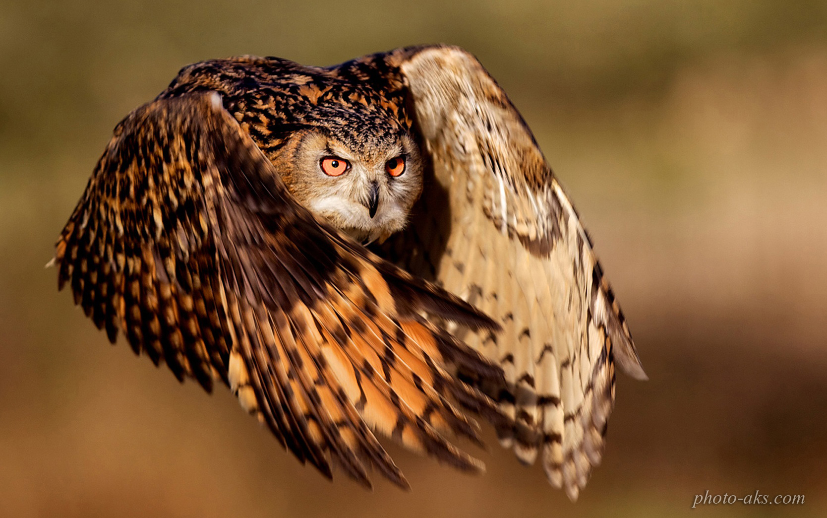 http://pic.photo-aks.com/photo/animals/bird/owl/large/owl-flying.jpg