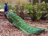 عکس طاووس هندی