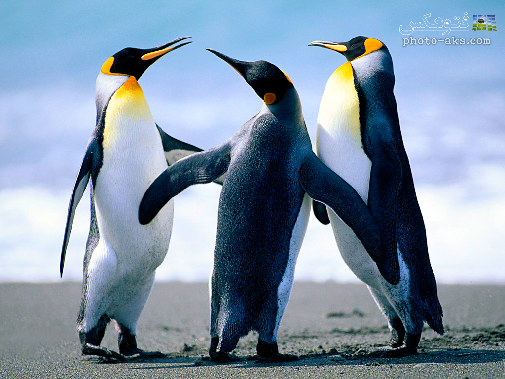 نتیجه تصویری برای پنگوئن