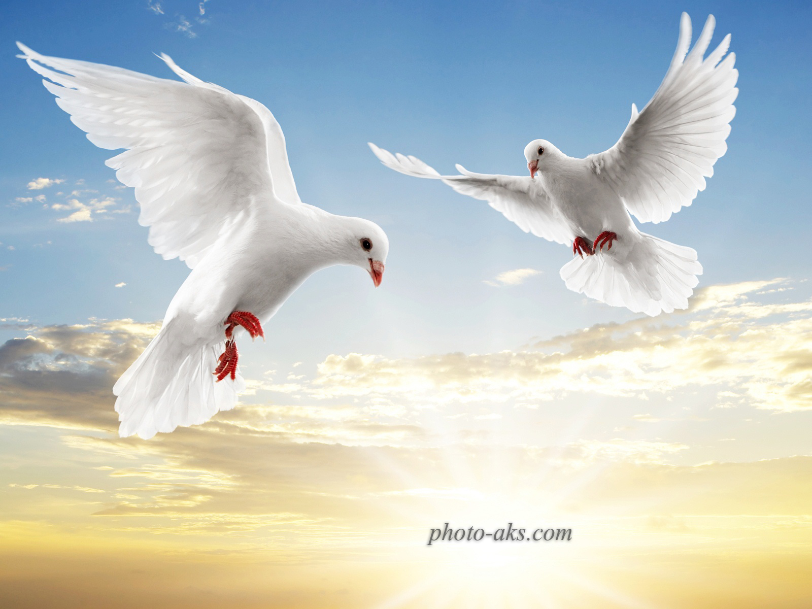 dove-fly(photo-aks.com).jpg
