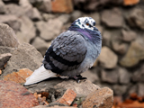 عکس کبوتر آبی ایرانی