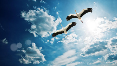 عکس پرواز لک لک ها در آسمان birds flying together sky